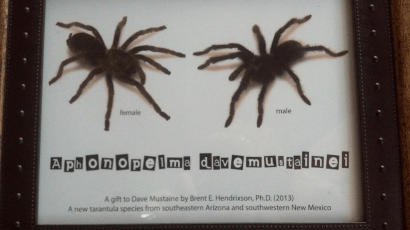 DaveMustaineTarantula