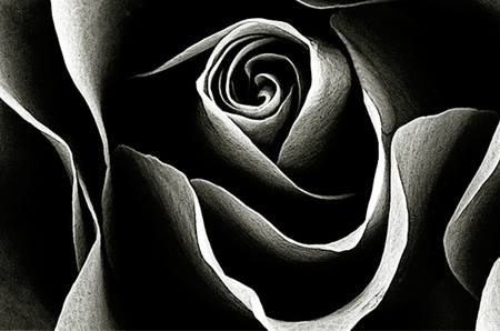 Sophie Lancaster Rose